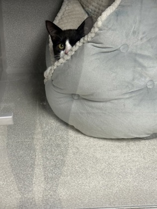 FROYO - Domestic Shorthair / Mix available for adoption