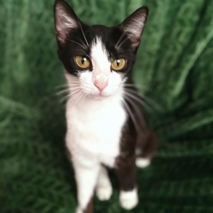 BIRDIE - I AM AT PETSMART FRAMINGHAM - Domestic Shorthair / Mix available for adoption