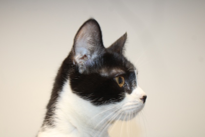 ISABELLA ( FKA DOODLE) - Domestic Shorthair / Mix available for adoption