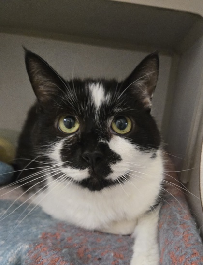 MONSTER & COOKIE - BONDED PAIR - Domestic Shorthair / Mix for adoption in Worcester