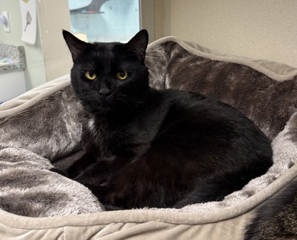 MOMO/PARKERS-BONDED PAIR - Domestic Shorthair / Mix available for adoption