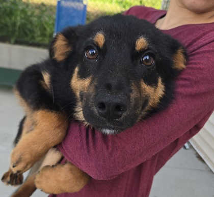 LEMON - I AM AT KLEM'S PET EXPO SAT 12-2PM