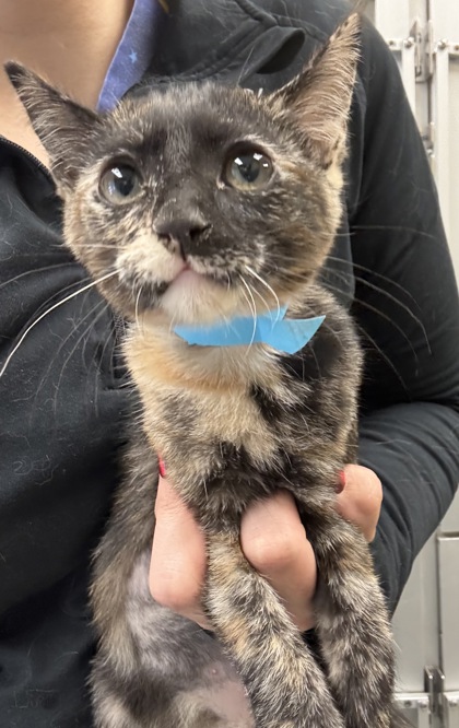 SWEET P - I AM AT PETSMART NORTHBOROUGH - Domestic Shorthair / Mix available for adoption