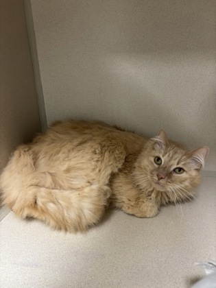 MAX - Domestic Longhair / Mix available for adoption