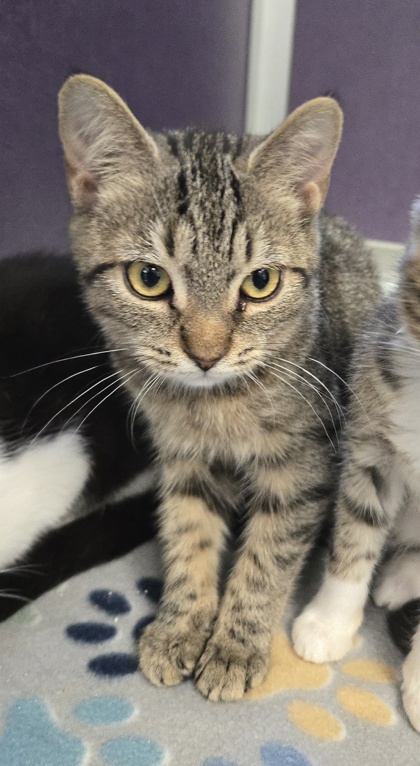 PLESIOSAURUS - I AM ON MOBILE ADOPTION EVENT 6/19