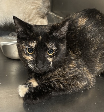 BUTTERCUP - I AM AT PETSMART FRAMINGHAM - Domestic Shorthair / Mix available for adoption