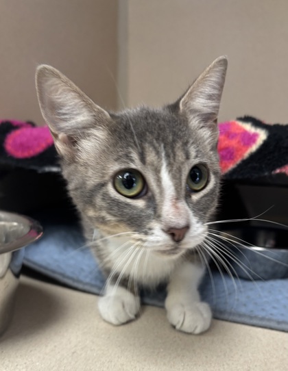 ANNIE - I AM AT PETSMART NORTHBOROUGH - Domestic Shorthair / Mix available for adoption