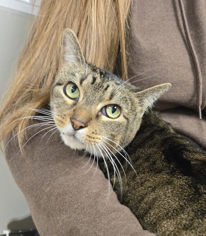 FLOR - Domestic Shorthair / Mix available for adoption