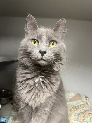 JAX - FIV+ - Domestic Medium Hair / Mix for adoption in Worcester