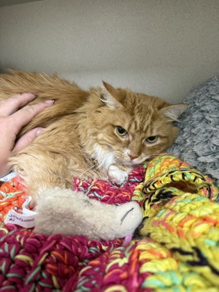 NALA/ SIMBA BONDED - Domestic Longhair / Mix for adoption in Worcester