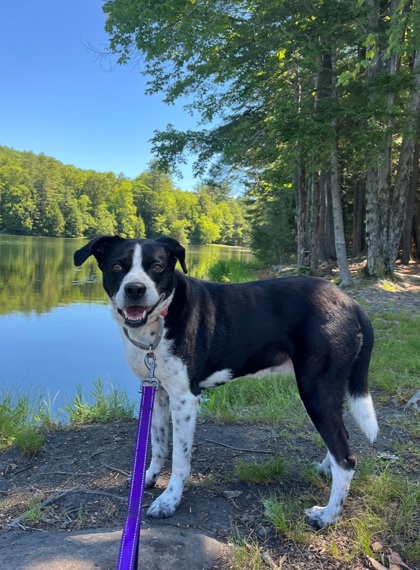 LISA - IN FOSTER, CALL SHELTER FOR MORE INFO! - Hound / Retriever available for adoption