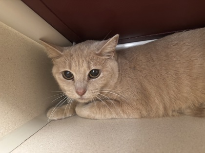 GOLDIE WORKSHOP CAT - Domestic Shorthair / Mix available for adoption