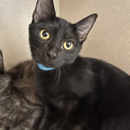 MILTON - KLEMS EVENT 2-4 - Domestic Shorthair / Mix available for adoption