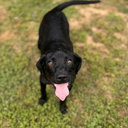 GUNNER - I AM AT KLEM'S PET EXPO SAT 12-2PM