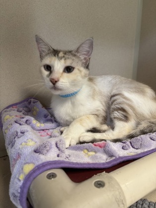 TIKI - I AM AT PETSMART NORTHBOROUGH - Siamese / Mix available for adoption