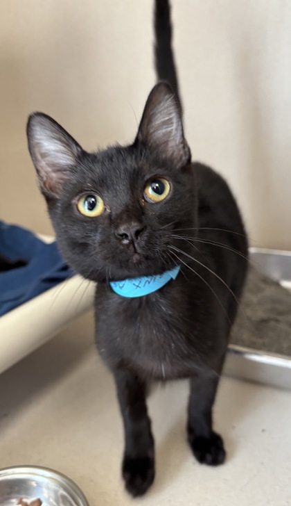 BINX - I AM AT PETSMART FRAMINGHAM - Domestic Shorthair / Mix available for adoption