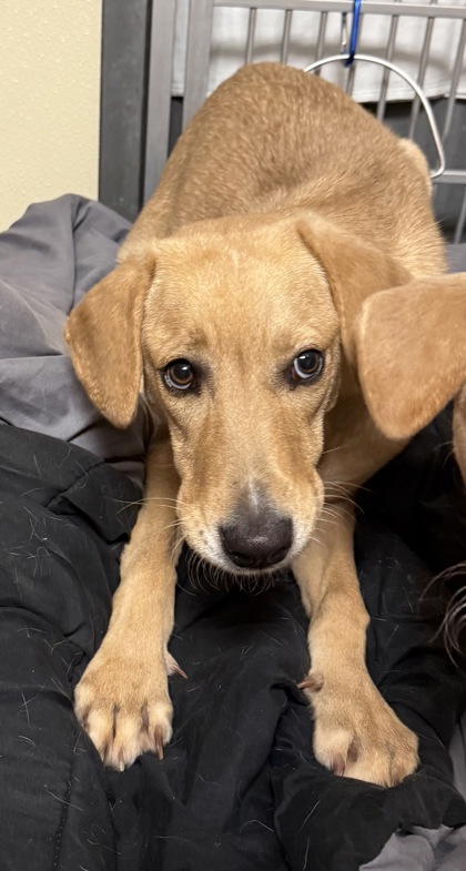 BELLE - Hound / Mix available for adoption