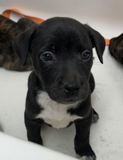 CYRUS - Terrier / Boxer available for adoption