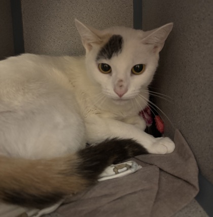 NENA - I AM AT PETSMART NORTHBOROUGH - Domestic Shorthair / Mix available for adoption