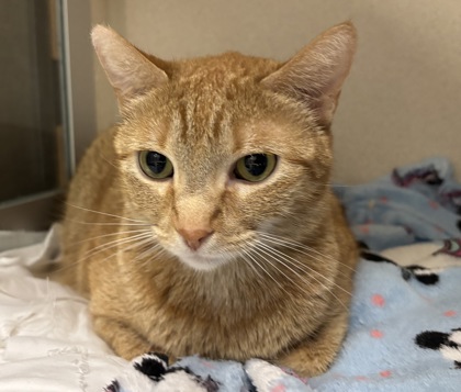 XENA - Domestic Shorthair / Mix for adoption in Worcester