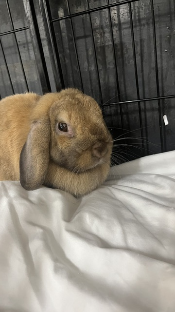 CASHEW - Holland Lop / Dutch available for adoption
