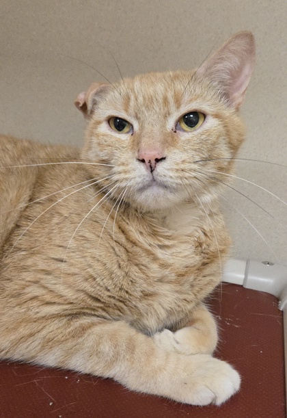 GINGERBREAD - BY APPOINTMENT ONLY - Domestic Shorthair / Mix available for adoption