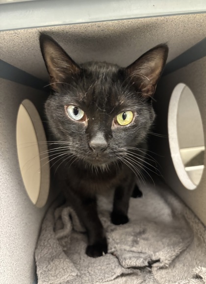 LICORICE - I AM AT PETSMART NORTHBOROUGH - Domestic Shorthair / Mix available for adoption