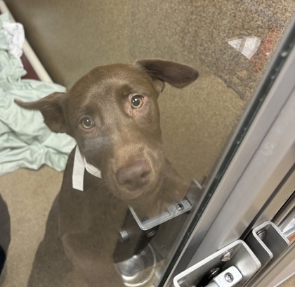 MICHI- LONG SUBARU MOBILE EVENT 10-2PM - Mixed Breed, Medium (up to 44 lbs fully grown) / Mix available for adoption