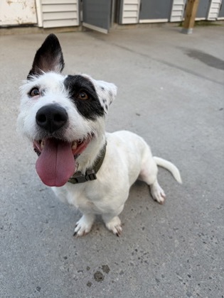 DAISY & JACKIE BONDED PAIR - American Pit Bull Terrier / Mix available for adoption