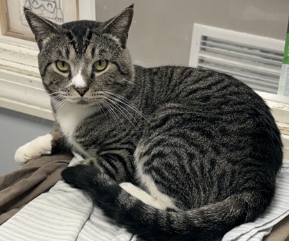 SAVAGE- WORK SHOP CAT - Domestic Shorthair / Mix available for adoption