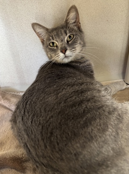 OLIVIA - I AM AT PETSMART FRAMINGHAM - Domestic Shorthair / Mix available for adoption