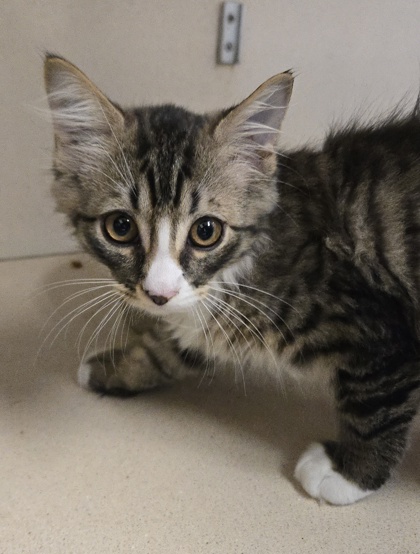CAMILO - I AM AT PETSMART FRAMINGHAM - Domestic Medium Hair / Mix available for adoption