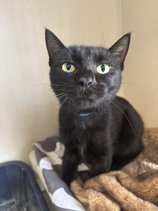 BELLA - I AM AT PETSMART NORTHBOROUGH - Domestic Shorthair / Mix available for adoption