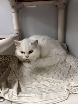SNOWY - OFFICE CAT - Persian / Mix available for adoption