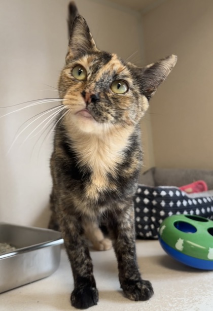 SNACK SHACK - Domestic Shorthair / Mix for adoption in Worcester