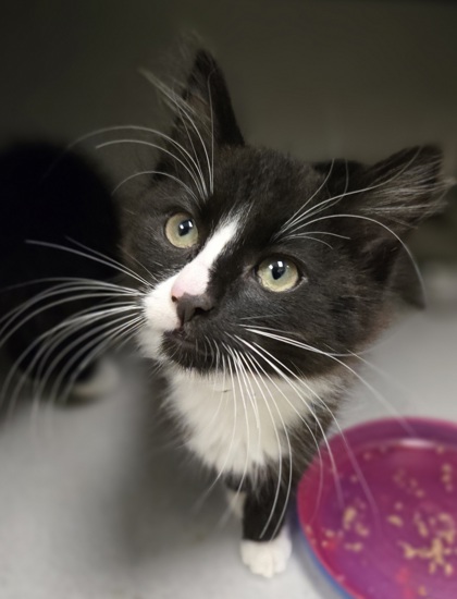 ECHO - I AM AT PETSMART NORTHBOROUGH - Domestic Shorthair / Mix available for adoption