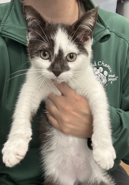 S'MORES - I AM AT PETSMART NORTHBOROUGH - Domestic Shorthair / Mix available for adoption