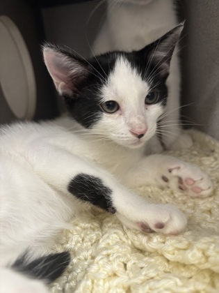 MAI TAI - I AM AT PETSMART NORTHBOROUGH - Domestic Shorthair / Mix available for adoption