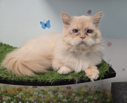 OTIS - Persian / Mix available for adoption