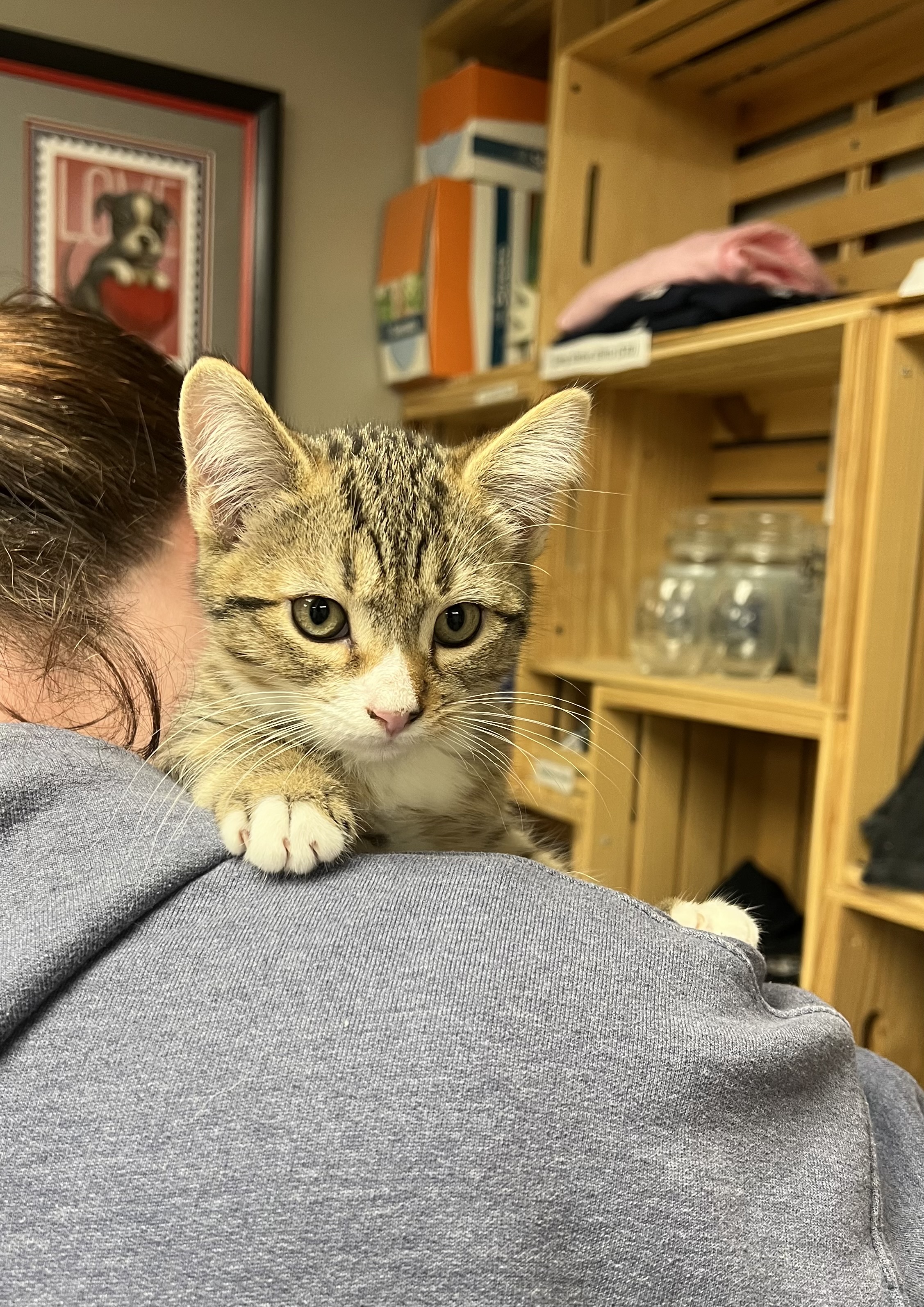 LITTLE FOOT - Domestic Shorthair / Mix available for adoption