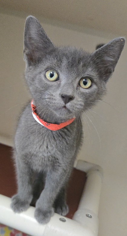FUNNEL CAKE-FIV+-I AM AT PETSMART NORTHBORO - Domestic Shorthair / Mix available for adoption