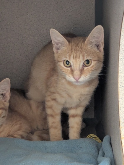 CHANCE - I AM AT PETSMART NORTHBOROUGH - Domestic Shorthair / Mix available for adoption