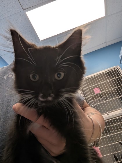 JOY- I AM AT PETSMART IN FRAMINGHAM - Domestic Medium Hair / Mix available for adoption