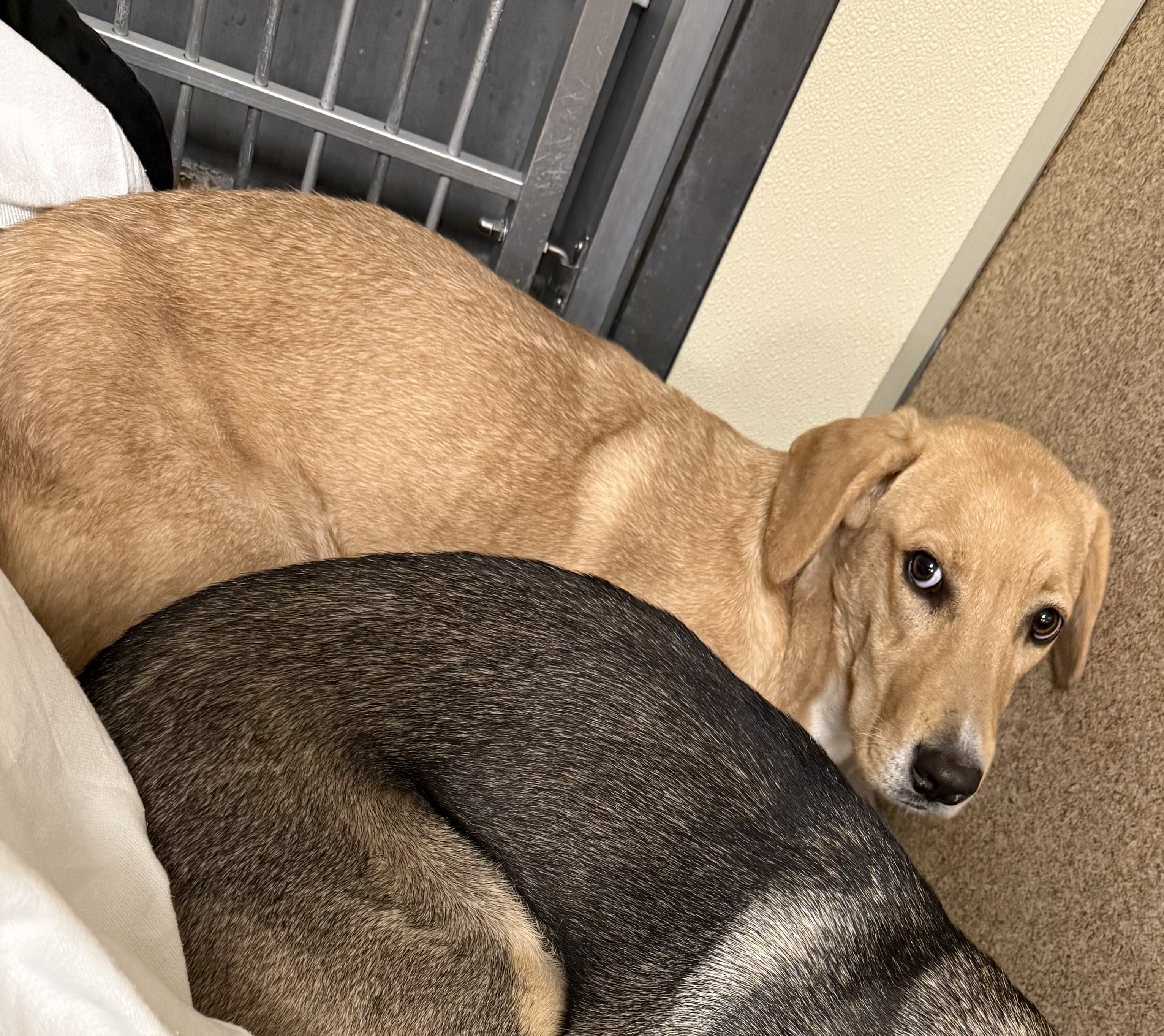 BELLE - Hound / Mix available for adoption