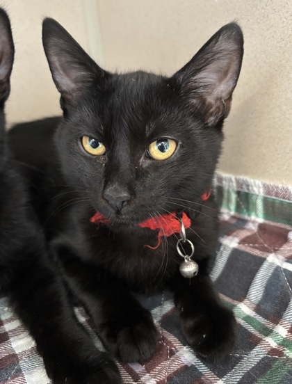 CLIFFORD - Domestic Shorthair / Mix available for adoption