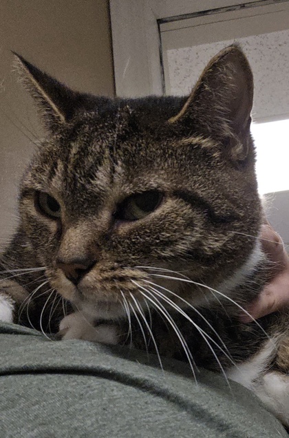 COOKIE & MONSTER - BONDED PAIR - Domestic Shorthair / Mix for adoption in Worcester