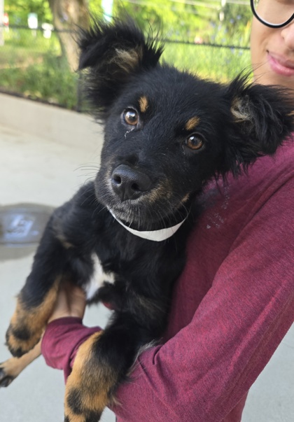 LARK - I AM AT KLEM'S PET EXPO SAT 12-2PM