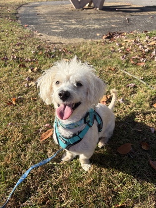 HERCULES- SPONSORED PLEASE READ MY BIO - Shih Tzu / Toy Poodle available for adoption