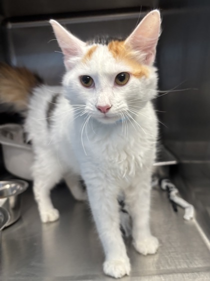 SUNNI - I AM AT PETSMART NORTHBOROUGH - Domestic Longhair / Mix available for adoption