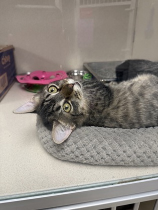 MITCH - Domestic Medium Hair / Mix available for adoption
